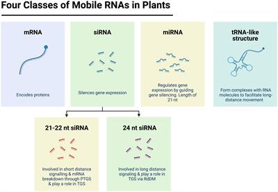 Frontiers Long Distance Signalling And Epigenetic Changes In Crop